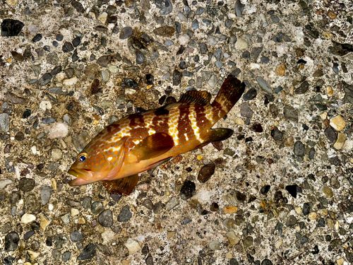 キジハタの釣果