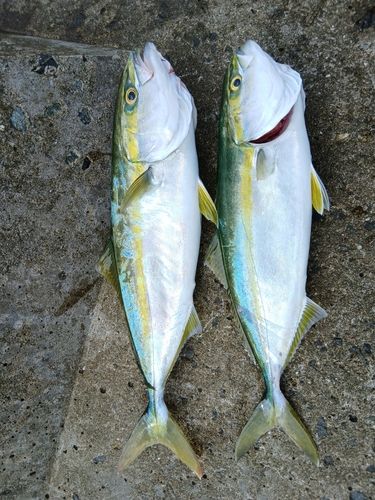 三陸海岸（青森）
