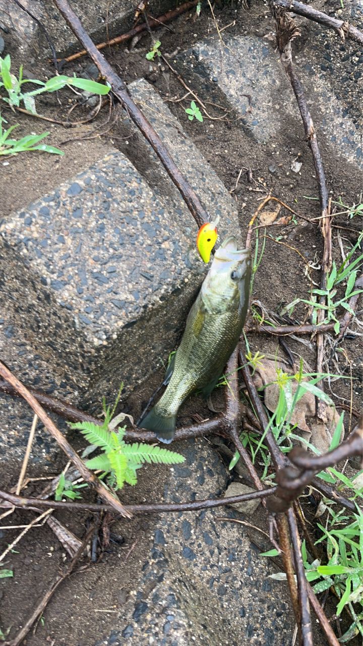 ラージマウスバス