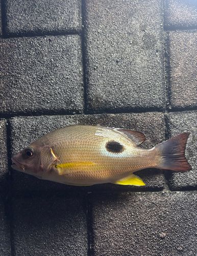 クロホシフエダイの釣果