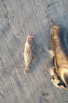 ソゲの釣果