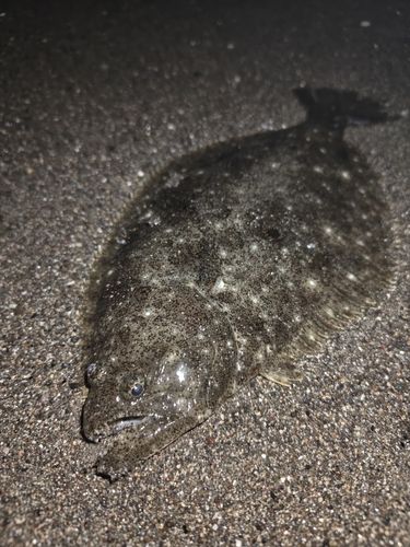 鵠沼海岸