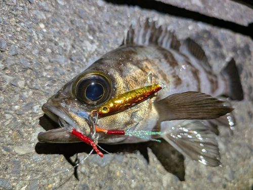 メバルの釣果