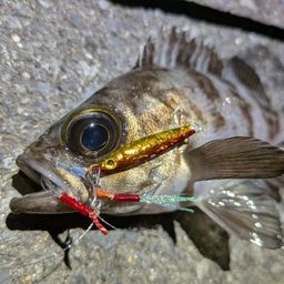 メバル