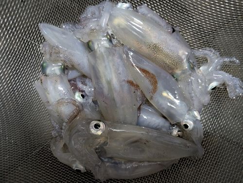 マメイカの釣果