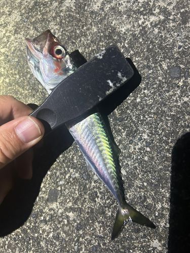 サバの釣果