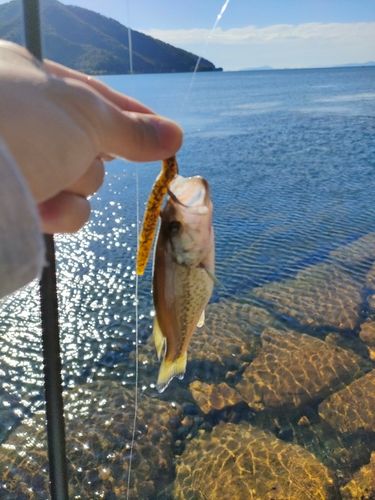 海津