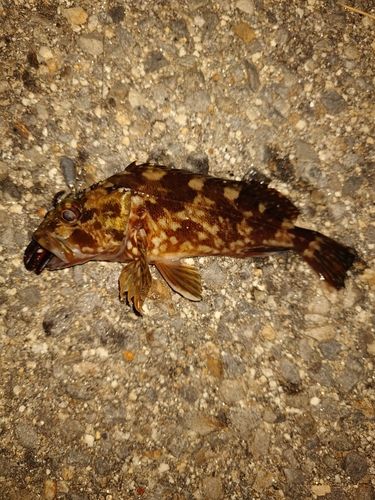 カサゴの釣果