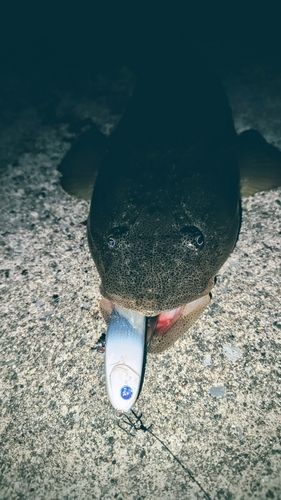 マゴチの釣果