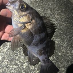 メバル