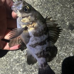メバル