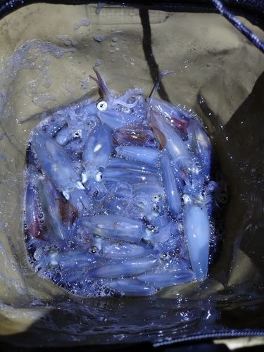 マメイカの釣果