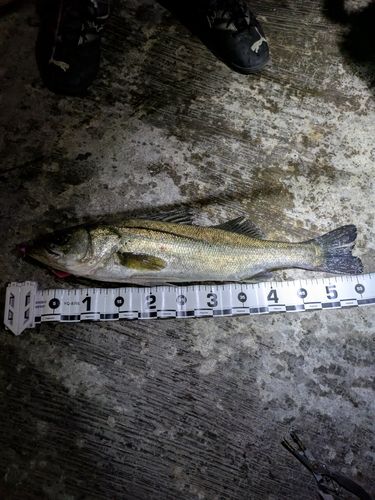 スズキの釣果