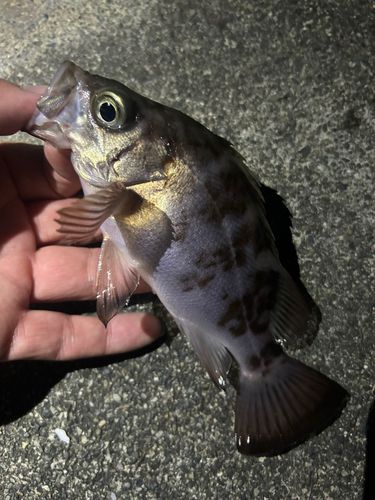 メバルの釣果