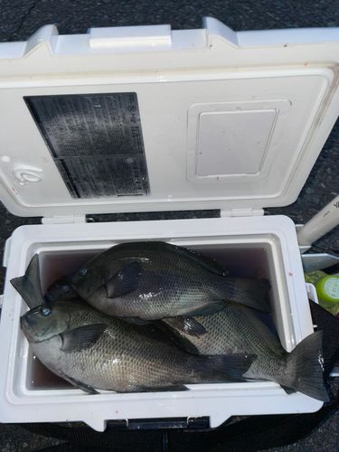グレの釣果