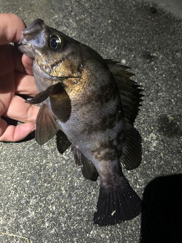 メバルの釣果