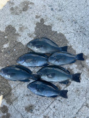 グレの釣果