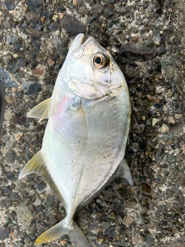 ハゼの釣果