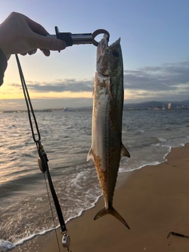 サゴシの釣果