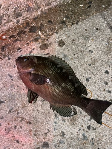 灘浜