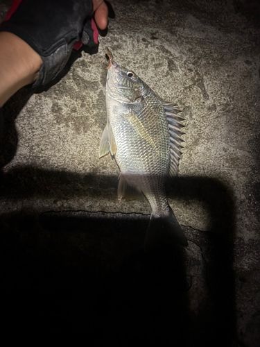 若洲海浜公園海釣り施設
