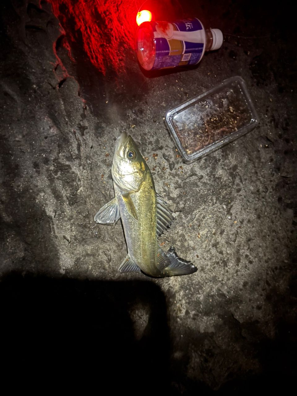 セイゴ(マルスズキ)