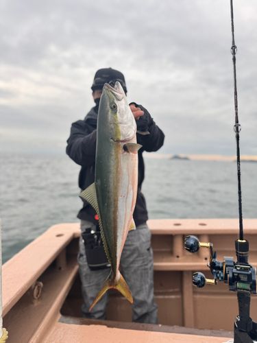 ワラサの釣果
