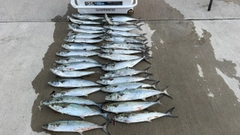 サゴシの釣果