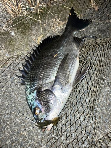 チヌの釣果