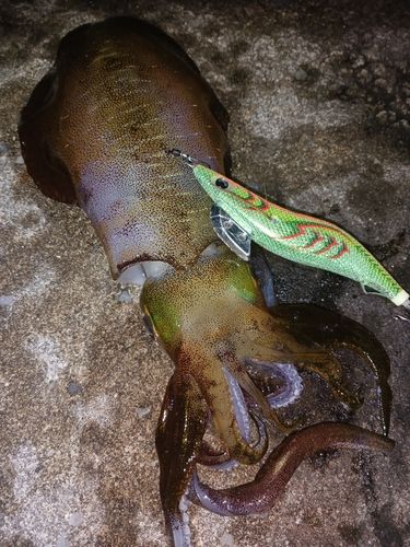 アオリイカの釣果