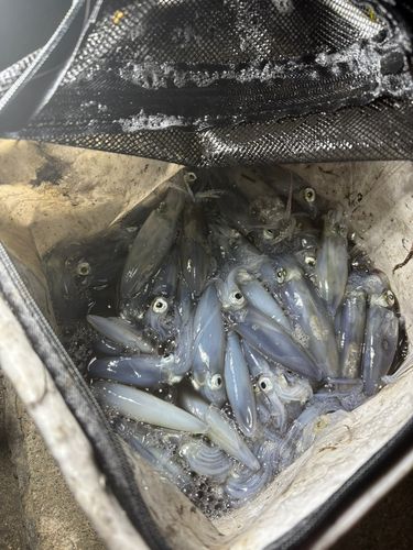 マメイカの釣果