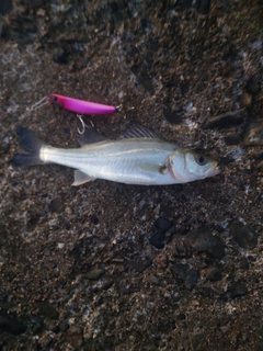 セイゴ（マルスズキ）の釣果