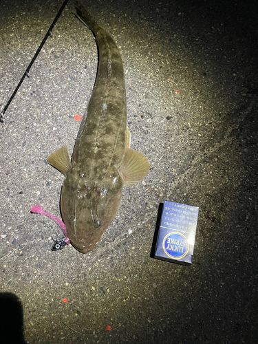マゴチの釣果