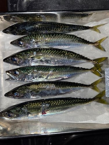 サバの釣果