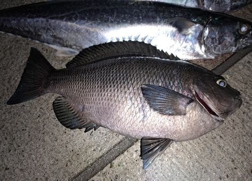 グレの釣果