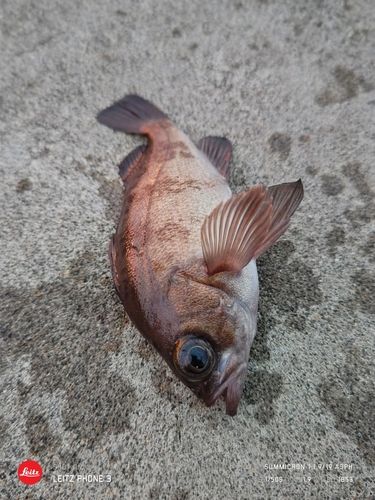 メバルの釣果