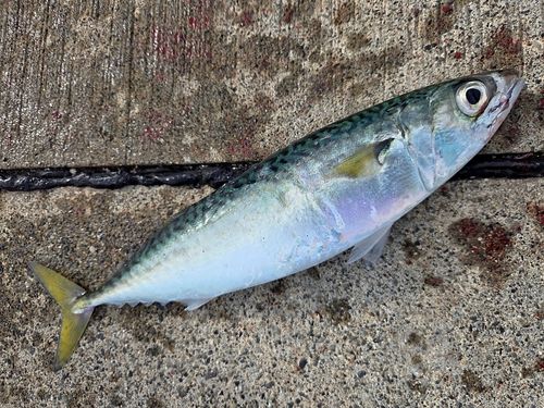 サバの釣果