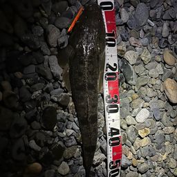 マゴチ