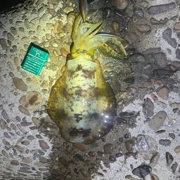 アオリイカ