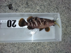 キジハタの釣果