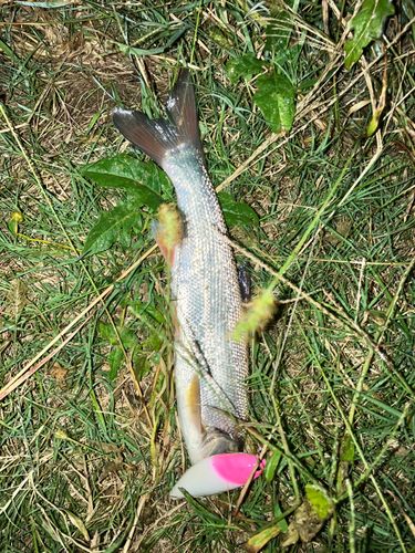 ウグイの釣果