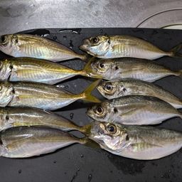 アジ