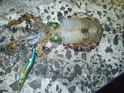 アオリイカの釣果