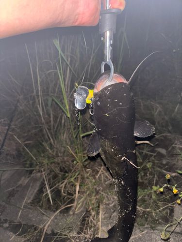 ナマズの釣果