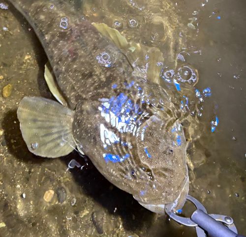 マゴチの釣果