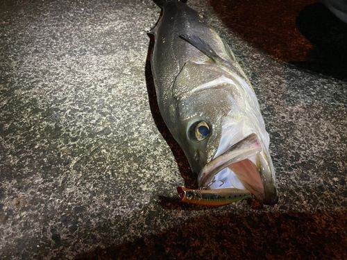 スズキの釣果