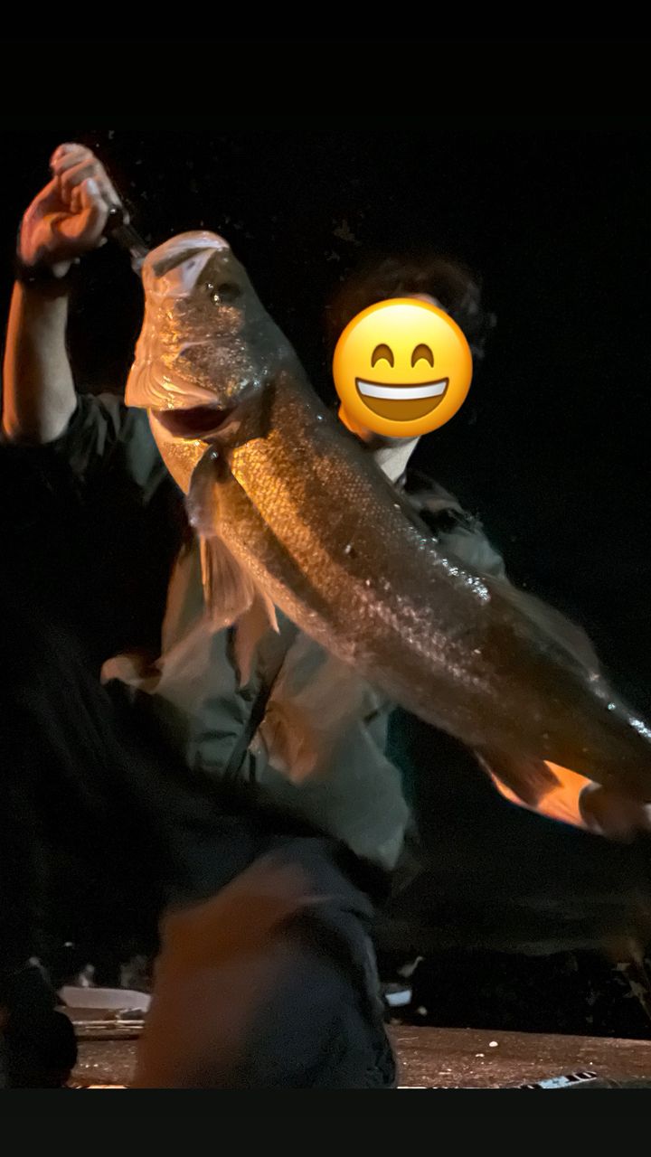 スズキ
