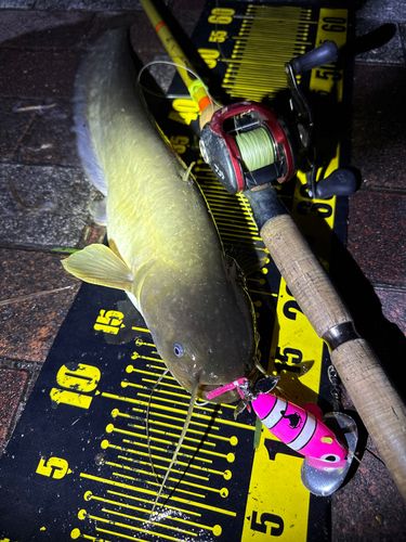 ナマズの釣果