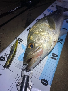 シーバスの釣果