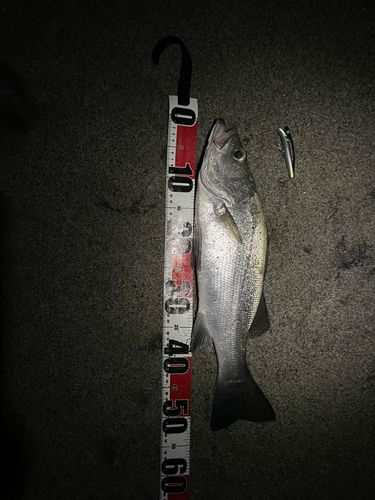 セイゴ(ヒラスズキ)の釣果